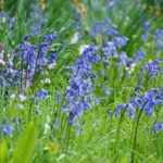 Bluebell\u0020Bulbs\u0020In\u0020The\u0020Green\u0020\u0028Hyacinthoides\u0020non\u002Dscripta\u0029