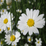 Corn\u0020Chamomile\u0020Plants\u0020\u0028Anthemis\u0020arvensis\u0029