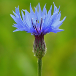 Cornflower\u0020Plants\u0020\u0028Centaurea\u0020cyanus\u0029