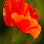 Common\u0020Poppy\u0020Plants\u0020\u0028Papaver\u0020rhoeas\u0029