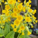 Cowslip\u0020Plants\u0020\u0028Primula\u0020veris\u0029