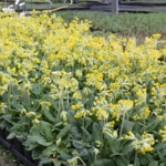 Cowslip\u0020Plants\u0020\u0028Primula\u0020veris\u0029