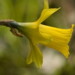 Tenby\u0020Daffodil\u0020Bulbs\u0020In\u0020The\u0020Green