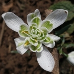 Double\u0020Snowdrop\u0020\u0028Flore\u0020Pleno\u0029\u0020Bulbs\u0020\u0028Galanthus\u0020nivalis\u0020f.\u0020pleniflorus\u0029