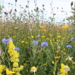 Annual\u0020and\u0020Perennials\u0020Wildflowers