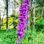 Foxglove\u0020Plants\u0020\u0028Digitalis\u0020purpurea\u0029