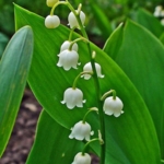 Lily\u0020of\u0020the\u0020Valley\u0020Bulbs\u0020\u0028Convallaria\u0020majalis\u0029