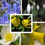Native\u0020Woodland\u0020Wildflower\u0020Bulbs\u0020In\u0020The\u0020Green\u0020Collection