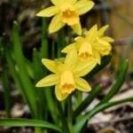 Tenby\u0020Daffodil\u0020Bulbs\u0020\u0028Narcissus\u0020obvallaris\u0029