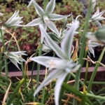 Nodding\u0020Star\u0020of\u0020Bethlehem\u0020Bulbs\u0020\u0028Ornithogalum\u0020nutans\u0029