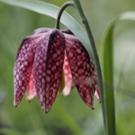 Snakes\u0020Head\u0020Fritillary\u0020Bulbs\u0020In\u0020The\u0020Green\u0020\u0028Fritillaria\u0020meleagris\u0029