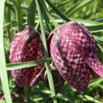 Snakes\u0020Head\u0020Fritillary\u0020Bulbs\u0020In\u0020The\u0020Green\u0020\u0028Fritillaria\u0020meleagris\u0029