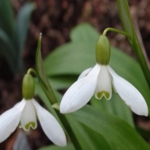 Snowdrop\u0020Bulbs\u0020\u0028Galanthus\u0020ikariae\u0029