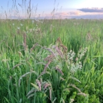 Species\u0020Rich\u0020Wild\u0020Grass\u0020Meadow