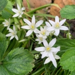 Star\u0020of\u0020Bethlehem\u0020Bulbs\u0020\u0028Ornithogalum\u0020umbellatum\u0029