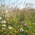 Traditional\u0020Meadow\u0020Wildflower\u0020Jigsaw\u0020Puzzle