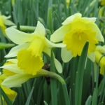 Wild\u0020Daffodil\u0020Bulbs\u0020In\u0020The\u0020Green\u0020\u0028Narcissus\u0020pseudonarcissus\u0029