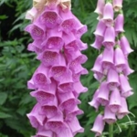 Foxglove\u0020Plants\u0020\u0028Digitalis\u0020purpurea\u0029