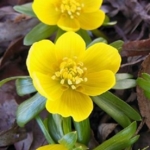 Winter\u0020Aconite\u0020Bulbs\u0020\u0028Eranthus\u0020hyemalis\u0029