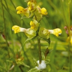 Yellow\u0020Rattle\u0020Seeds\u0020\u0028Rhinanthus\u0020minor\u0029