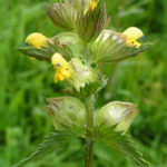 Yellow\u002DRattle\u0020Plants\u0020\u0028Rhinanthus\u0020minor\u0029