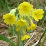 Cowslip\u0020Plants\u0020\u0028Primula\u0020veris\u0029