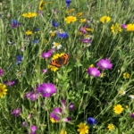 Cornfield\u0020Annuals\u0020Wildflower\u0020Seeds\u0020LW9M\u002080\/20