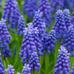 Grape\u0020Hyacinth\u0020Bulbs\u0020\u0028Muscari\u0020neglectum\u0029