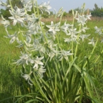 Nodding\u0020Star\u0020of\u0020Bethlehem\u0020Bulbs\u0020\u0028Ornithogalum\u0020nutans\u0029