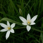 Star\u0020of\u0020Bethlehem\u0020Bulbs\u0020\u0028Ornithogalum\u0020umbellatum\u0029