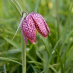 Snakes\u0020Head\u0020Fritillary\u0020Bulbs\u0020In\u0020The\u0020Green\u0020\u0028Fritillaria\u0020meleagris\u0029