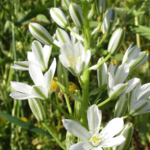 Star\u0020of\u0020Bethlehem\u0020Bulbs\u0020\u0028Ornithogalum\u0020umbellatum\u0029