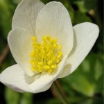 Wood\u0020Anemone\u0020Bulbs\u0020\u0028Anemone\u0020nemorosa\u0029