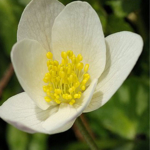 Wood\u0020Anemone\u0020Bulbs\u0020\u0028Anemone\u0020nemorosa\u0029