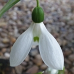 Snowdrop\u0020Bulbs\u0020\u0028Galanthus\u0020ikariae\u0029