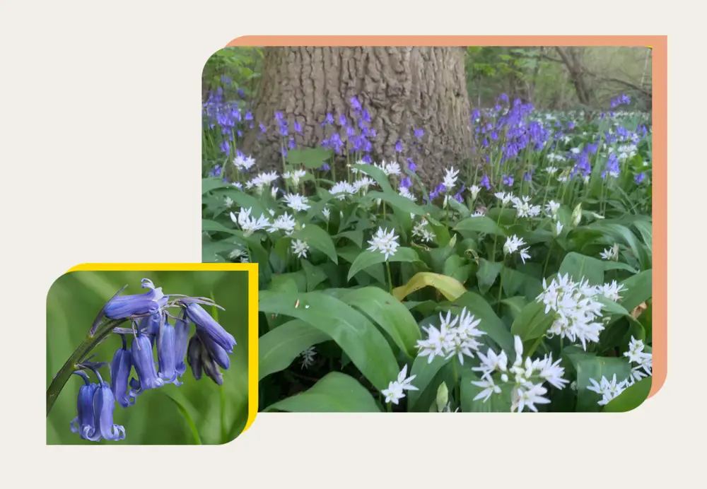 WF BULBS